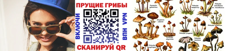 Галлюциногенные грибы Psilocybine cubensis  как найти   Губаха 